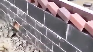 Чудо мастер