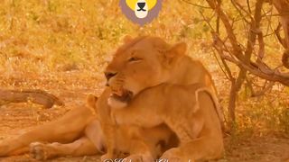 The lion watches his flock