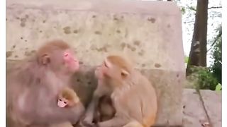 Funny Monkey Viral Video 65