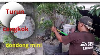 Turun Cangkok Dondong Mini