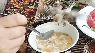 funny bird #2