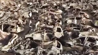 Israel War | Cars Destroyed by Hamas Terrorists | Oct 7, 2023 | RCF
