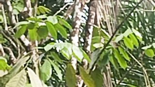 bird camouflage