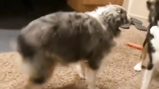 A dog dancing.    ????