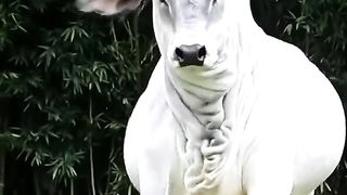MOST HAVEST BULL IN PAKISTAN