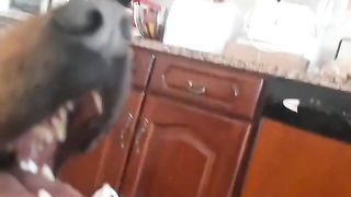 dog trend #viral