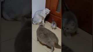 pets & animals funny