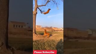 pets & animals