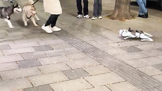 Robo-Pup Encounter | "Dogs Meet Robot" - Adorable Canine Reactions | Fun and Robotic Fun | FunFM