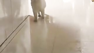Expectant Feline | "Pregnant Cat Walk" - Adorable Maternity Stroll | Fun and Motherhood M | FunFM
