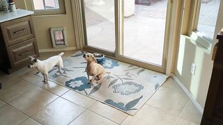 Canine Culinary Joy | "My Dogs' Mealtime Excitement" - Enthusiastic Dining | Fun and Dog  | FunFM