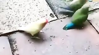 Hoop-Soaring Birds | "Birds Trained to Play Basketball" - Avian Athletes | Fun and Feathe | FunFM