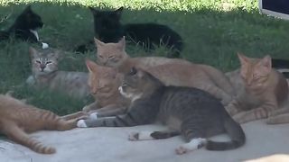Feline Reception | "Cats at the Reception" - Purr-fect Party Guests | Fun and Kitty Celeb | FunFM