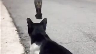 Cats loves momen mk