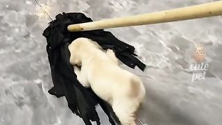Самые смешные видео ролики про животных