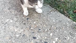 Cute cat Video