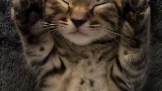 cute cat video little cat