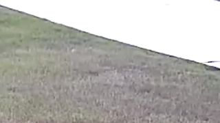 Este perro salvó a su dueño