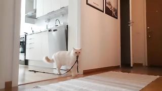 Cat looking for owner