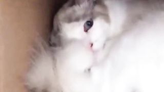 cat protecting children