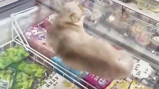 Cat relaxing in a strange place