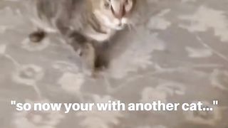 angry cat 4