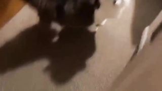 A cat that announces itself
