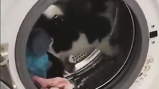 cat playing in the washing machine