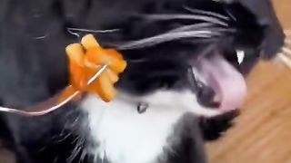 Tingkah konyol para kucing????????