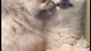 funny dogs vedeo