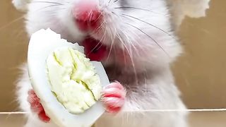 Little hamsters eat eggs