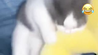 THE CAT ????????