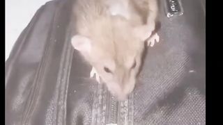 Funny video part 3 3