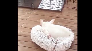 Funny Cute animals Videos cute moment of the animals - #10
