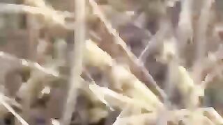 ЗСУ приземлили ще один руснявий "алігатор"