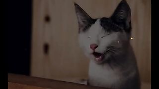 ????????????CUTE KITTEN VIDEOS COMPILATION//KTTEN ????????//CAT????????//COMPILATION