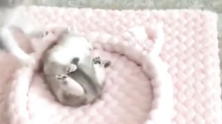 Cutie cat????