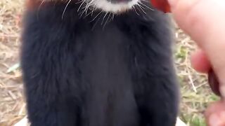 I'am very obedient, Please give me all the grapes????