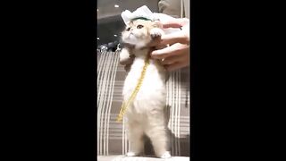 funny cats, funny animals videos, Funny Videos