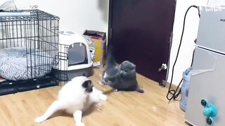 CATS FIGHTING