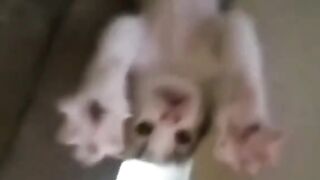Frightened CAT