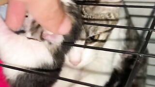 A Kitten's Head Stuck In The Cage