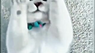 FUNNY CAT VIDEO COLLECTIONS