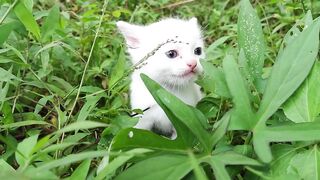 The baby cat calling his mother