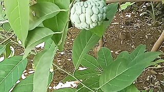 Fruits Sirsak