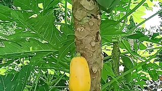 Fruits Indonesia
