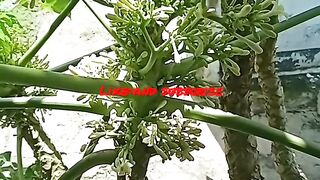 Fruits Flower