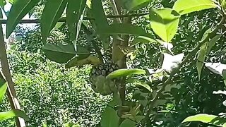 Fruitssirsak in Indonesia