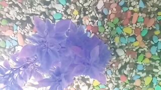 My Fish