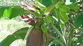 Bananahearth
